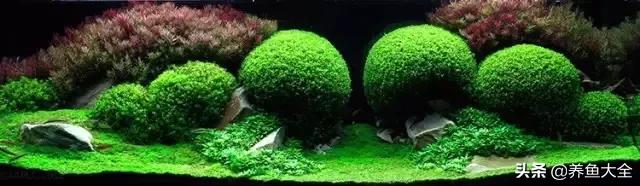 养鱼过程中如何养水，从水循环原理看如何养水