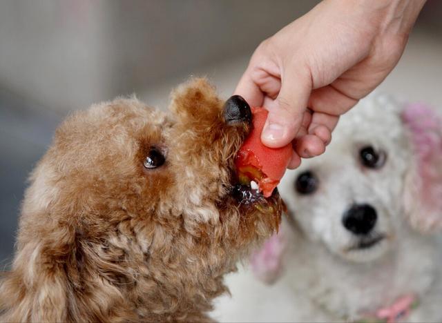 狗可以吃盐吗，狗不能吃盐这句话并无科学依据