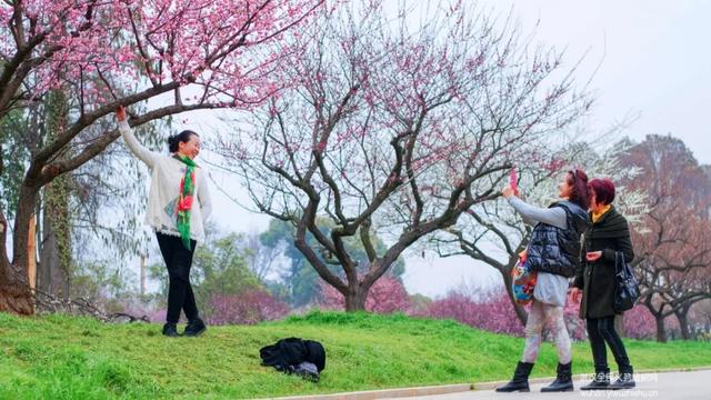 蜡梅与腊梅的区别，蜡梅是梅花吗究竟是（腊梅花与蜡梅有什么区别）