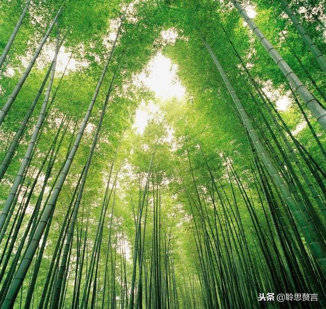 咏竹七绝诗词大全，七绝.竹五首