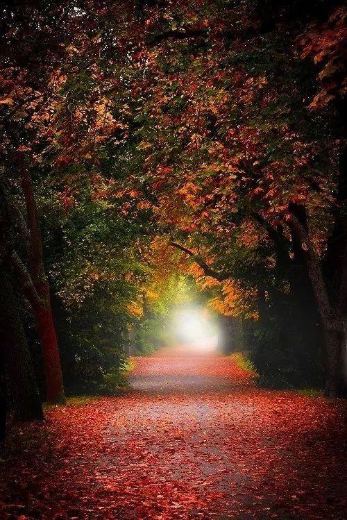 老树长新芽枯木又开花，枯木逢春老树开花