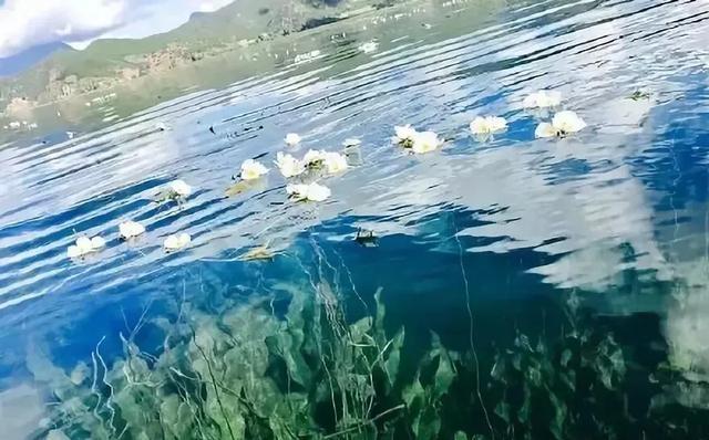 泸沽湖的海藻花几月份去最好，夏日云南美景可不止一点点