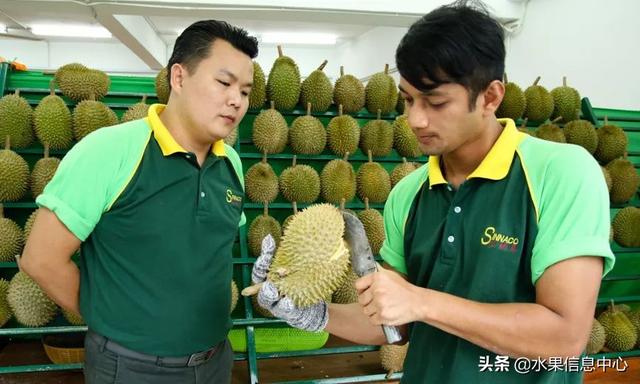 生榴莲和熟榴莲的区别，买榴莲就得挑“母”的