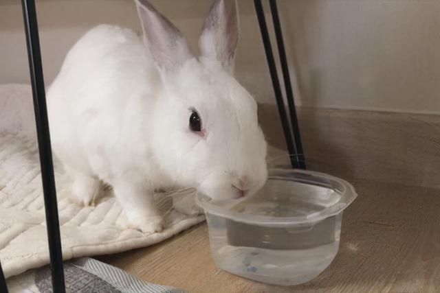 兔子拉稀了怎么办，兔子拉稀最有效的方法（治兔子拉稀最有效的办法）