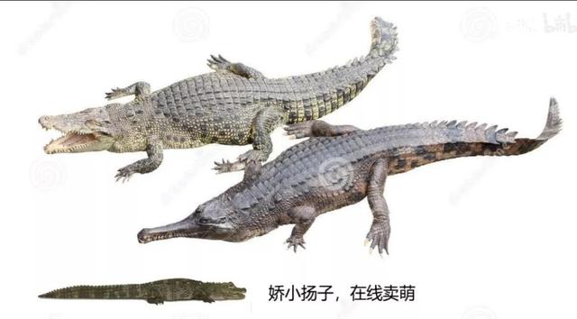 公牛真鲨百科介绍，死法最憋屈的动物