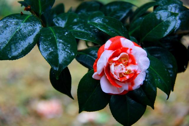 茶花怎么浇水可以让花开得更好，不掉叶、开花多、长得壮