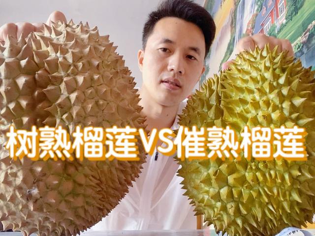 榴莲为什么这么贵，为什么榴莲一直这么贵（明明榴莲树上长有很多榴莲）