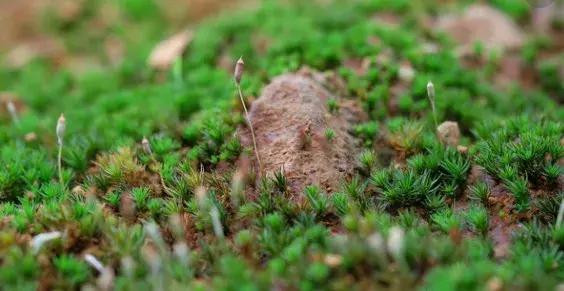 袁枚苔的感悟，名师解读袁枚苔