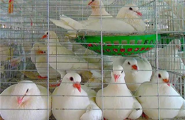 鸽子怎么养殖方法，养鸽子的技术和方法（养好鸽子的五个小技巧）