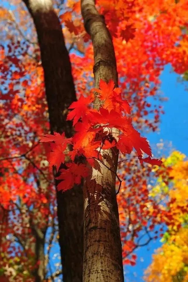 秋天银杏十大绝美诗句，咏上海001号古银杏树