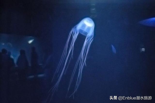 世界上最毒的水母，世界上最毒的十种动物（小伙沙滩捡到一只不明动物）