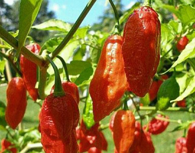 试菜技术大全，辣子百种争斗艳