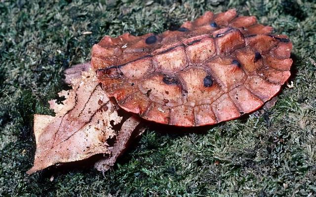 乌龟寿命最长多少年，乌龟的寿命最长有多长（“千年王八万年龟”是真的吗）