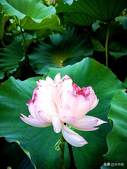 江苏古镇有哪些，江苏出名古镇（锦溪、黎里、震泽等）