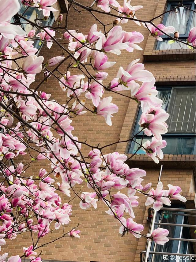 春夏秋冬四季什么花好看，这十种花几乎一年四季都开花
