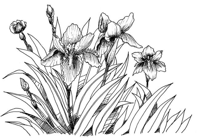 钢笔画入门基本步骤，钢笔画入门步骤详解