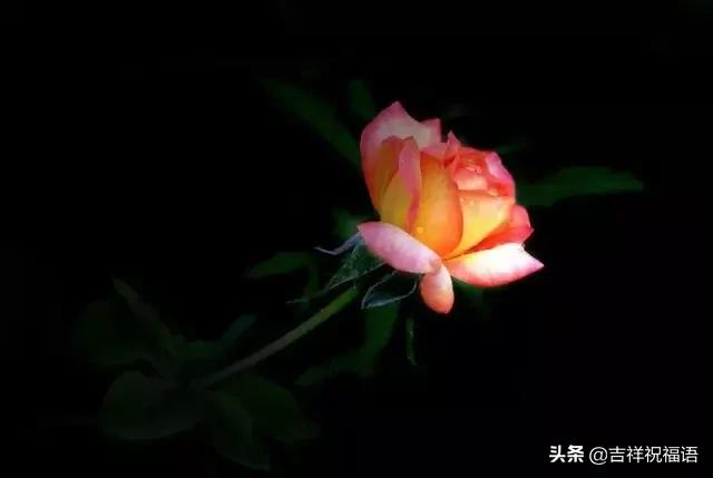 情人节送玫瑰花的含义5201314， 送你999玫瑰花，祝你爱情甜甜蜜蜜