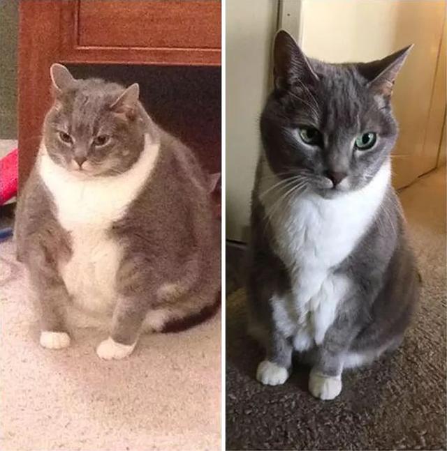 动漫肥胖猫(动漫胖猫表情包)