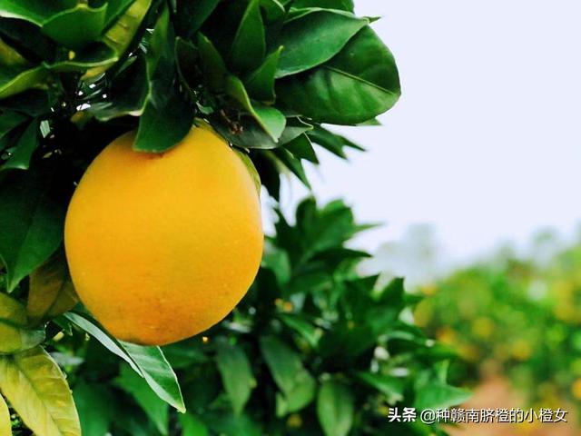 橙子和桔子的区别，橘桔柑橙傻傻分不清（橙橘柑桔的区别）