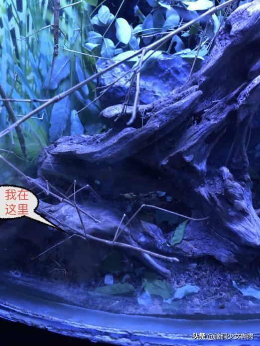 上海海洋水族馆，上海海洋水族馆简介（上海海洋水族馆之旅暨神奇鱼类在哪里）