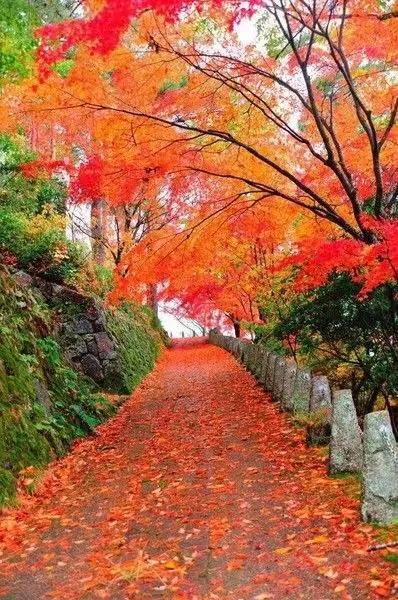 秋天银杏十大绝美诗句，咏上海001号古银杏树