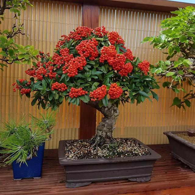 年宵花卉有哪些，必入手的5种年宵花（最热门的10种年宵花）