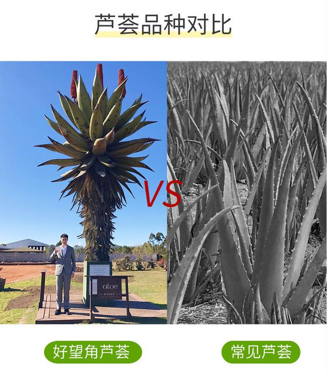 芦荟胶是真的还是假的，你还在被本土和韩国芦荟胶