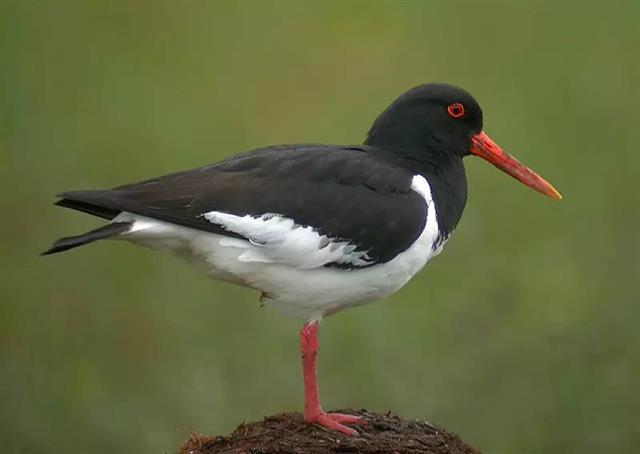 各国国鸟有哪些，世界各国国鸟大全