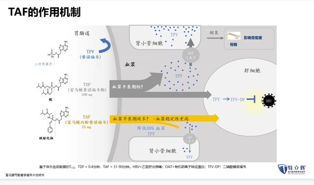 taf乙肝新药有哪些，国产富马酸丙酚替诺福韦