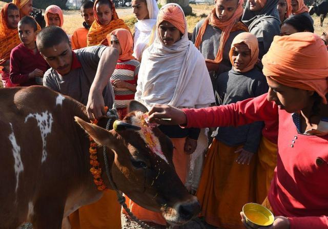 印度牛何去何从，印度成为被神牛绑架的国家