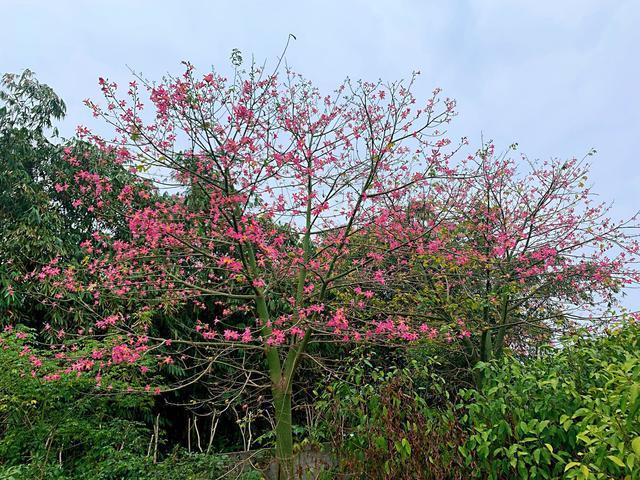 有文采有创意的春联十五副，别具一格的7副春联