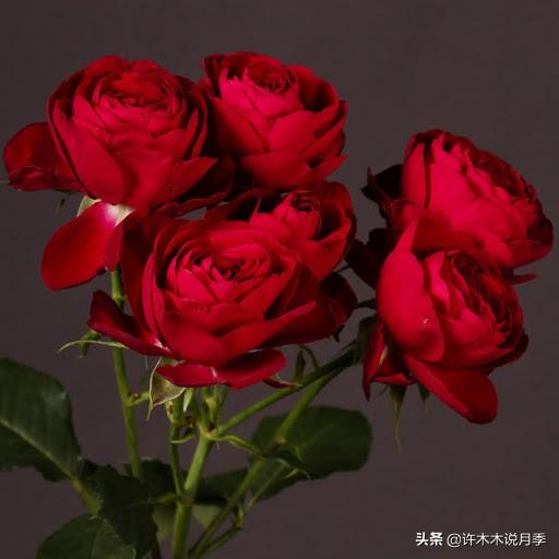 草莓杏仁饼月季，花期长耐晒勤花多头月季推荐（让人口水直流的两款月季）