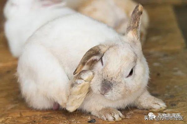 兔子临死前征兆兔子临死前征兆图片