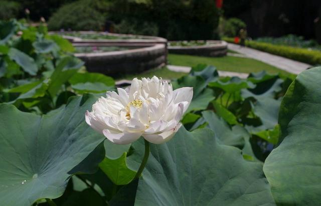 荷花最好看的品种是什么，这花最好看、最好养