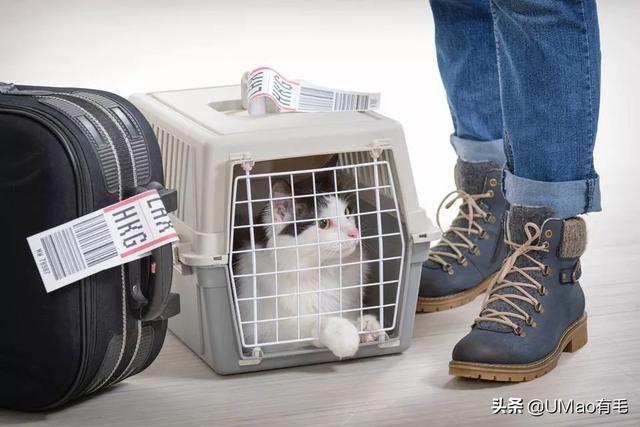 飞机托运猫咪流程，需要办理什么手续