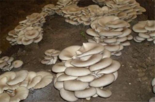 平菇的栽培种植技术和管理，平菇的栽培技术