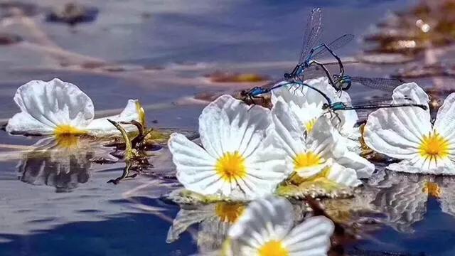 泸沽湖的海藻花几月份去最好，夏日云南美景可不止一点点