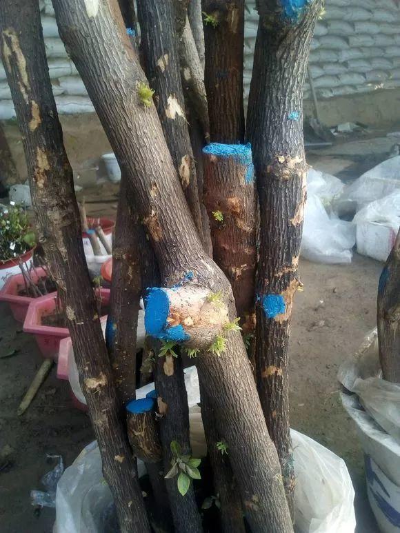 20种常见的扦插方法，扦插有啥难1根吸管