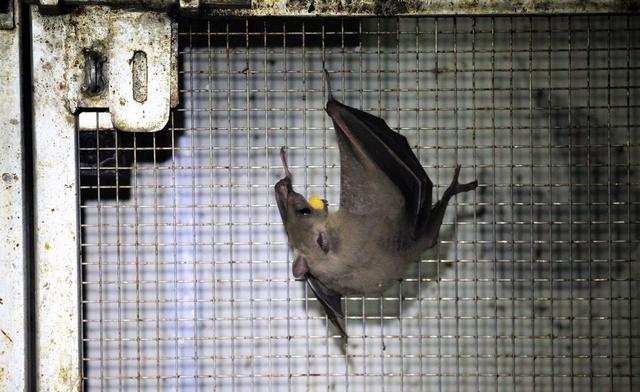 rna由什么组成，什么是RNA