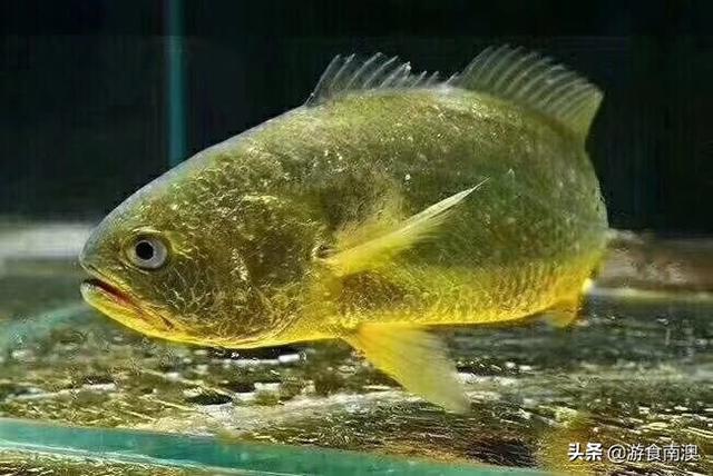 酸菜鱼是什么鱼，酸菜鱼一般是用什么鱼