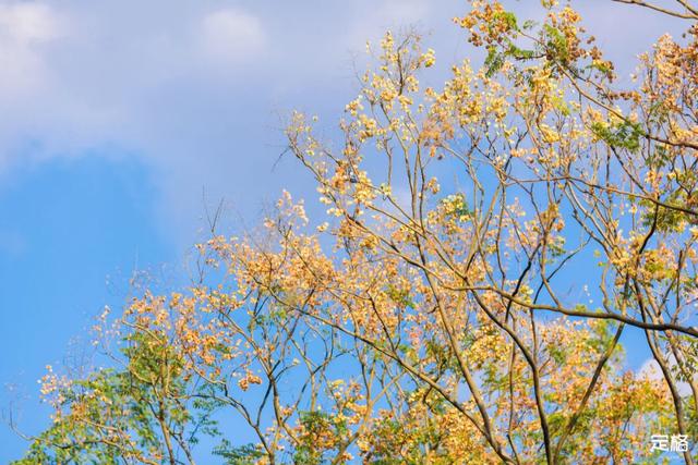 莲花山公园 网红打卡地，莲花山公园又红了