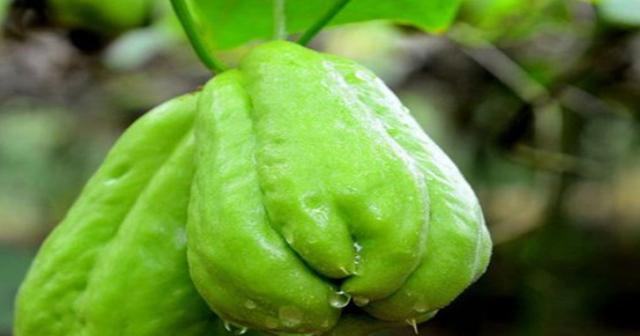 成都的四大特产是什么，四川成都这四种特产