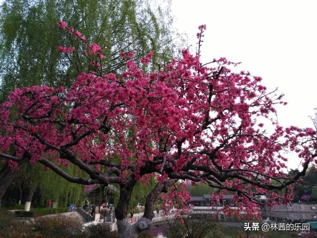 最美的海棠花诗，最美的38首海棠花诗词