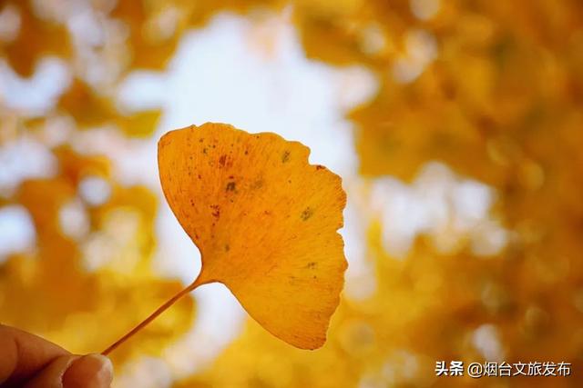 青岛深秋的一抹暖色，美秋的一抹风景独好