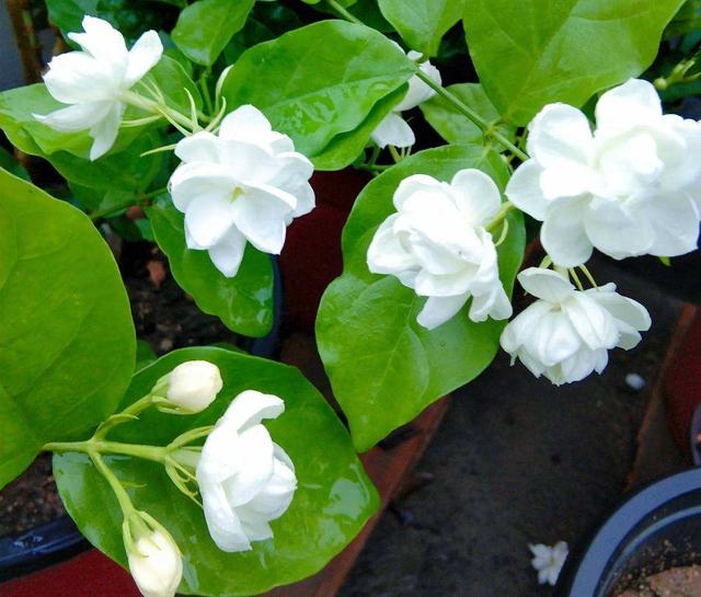 室内适合养的香花，养在家里味道清新