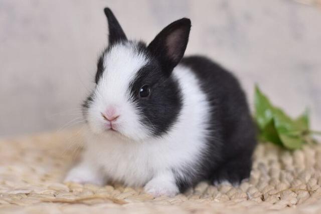 兔子拉稀了怎么办，兔子拉稀最有效的方法（治兔子拉稀最有效的办法）