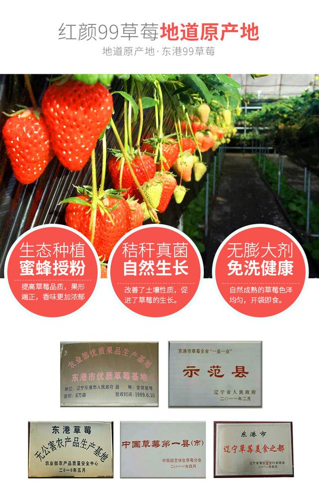 丹东草莓图库，草莓在我国栽培还没有100年