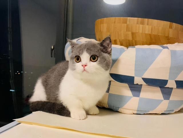 什么猫比较温柔粘人又好养，养猫首选这几种猫