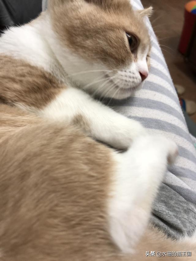 猫咪拉稀什么原因怎么治，猫咪拉稀是什么原因怎么治疗