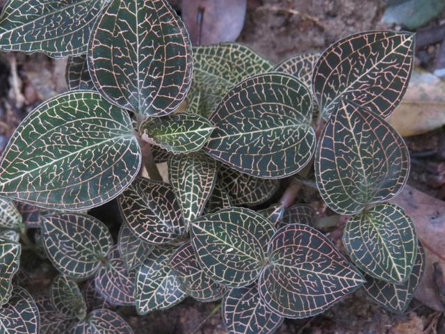 野生与种植的金线莲功效区别，金线莲栽培品和金线莲野生品的区别秘密
